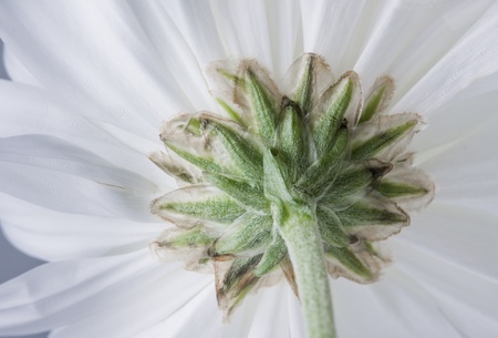 Chrysanthemum Flowersの写真素材