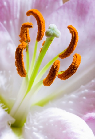 Pink lilies on abstract backgroundの写真素材