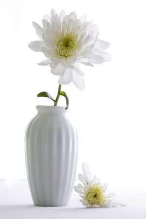 Chrysanthemum Flowersの写真素材