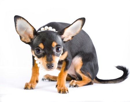 Picture of a funny curious toy terrier dog looking up. white backgroundの写真素材