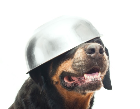 portrait of a purebred  rottweiler in studioの写真素材