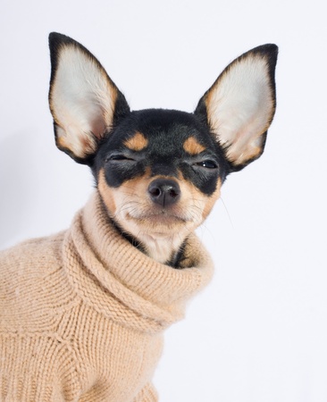 Picture of a funny curious toy terrier dog looking up. white backgroundの写真素材