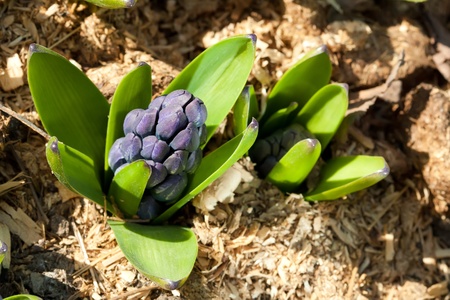 Spring blooming hyacinth in butchart gardens