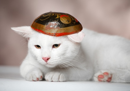 small cute kitten.の写真素材