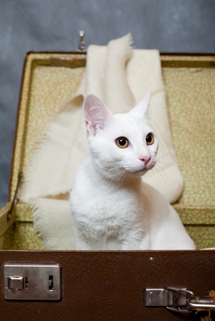 small cute kittenの写真素材