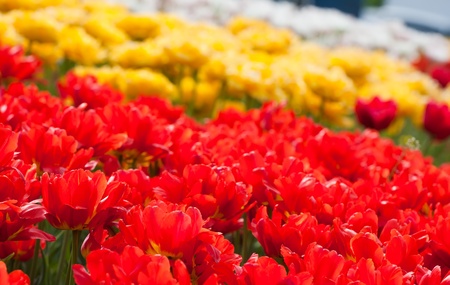 Colorful tulips in the gardenの写真素材