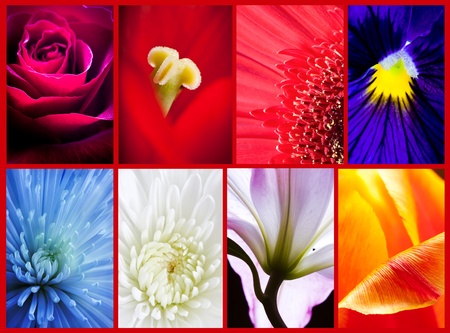 flowers collage の写真素材