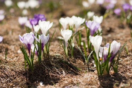 Field of wet purple crocus flowersの写真素材