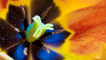 Inside the Tulipの写真素材