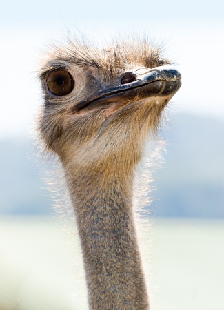 Portrait of ostrich on the natureの写真素材