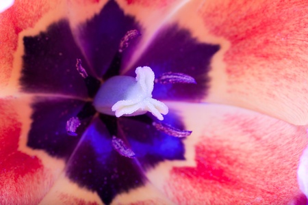 Inside the Tulipの写真素材