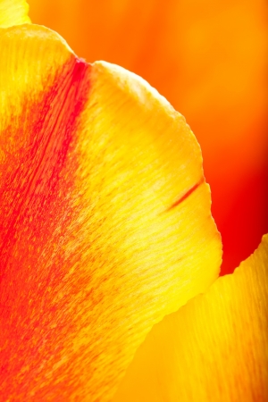 Inside the Tulipの写真素材
