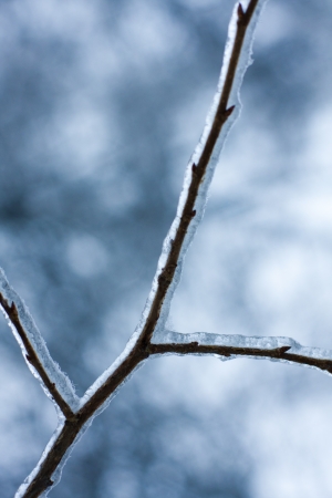 Photo of branches covered in ice after an ice storm.の写真素材