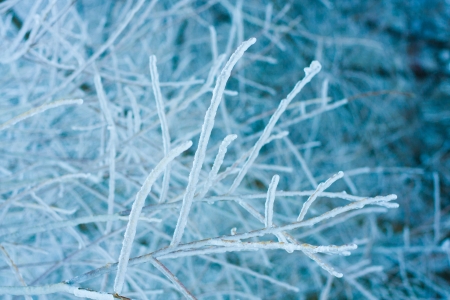 Photo of branches covered in ice after an ice storm.の写真素材