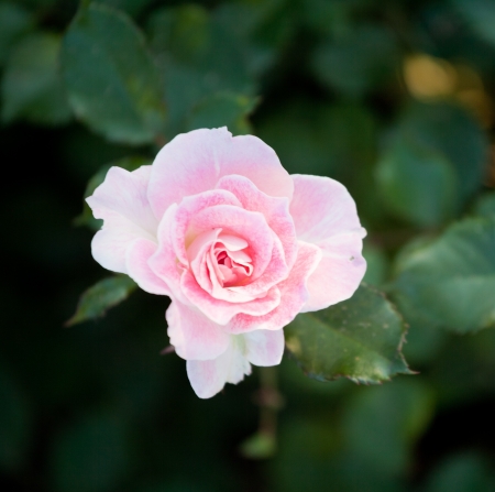 beautiful shrub roses in the gardenの写真素材