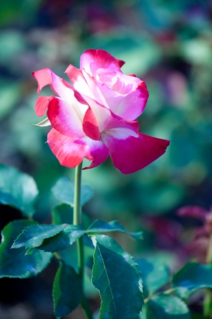 Beautiful red rose in a gardenの写真素材