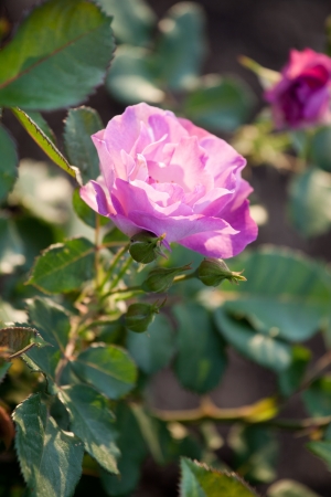 Beautiful red rose in a gardenの写真素材