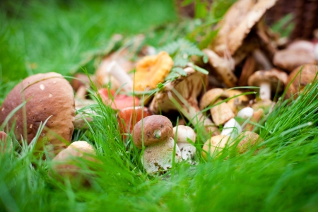 Mushrooms on grass basketsの写真素材