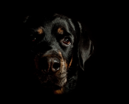 Black Dog on Black Backgroundの写真素材