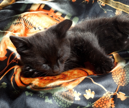 little black kitten  age of 1 5 monthsの写真素材
