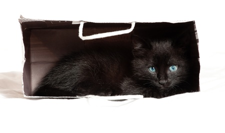 little black kitten  age of 1 5 monthsの写真素材