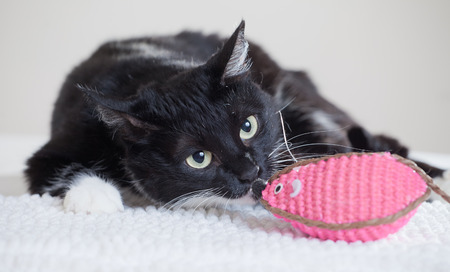 portrait of a lovely kitten on a light backgroundの写真素材