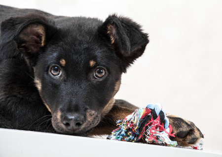 black puppy on a white backgroundの写真素材