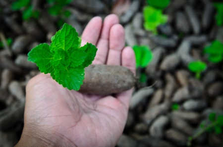 a plant that can be used to treat AIDS has grown in the south of Thailandの写真素材