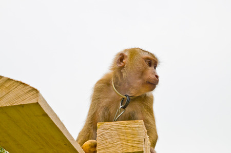 the monkey was trained to climb coconut trees