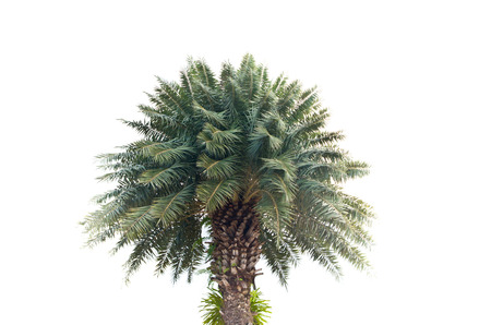 plam tree on isolate white background imageの写真素材
