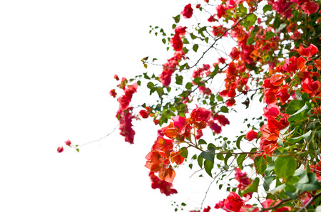 bougainvillea flowers border isolated on white の写真素材