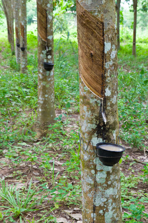the main occupations of rubber farmers in southern thailandの写真素材