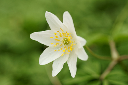 flowerの写真素材