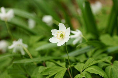 White flowersの写真素材