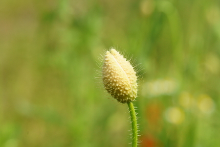 poppy flowerの写真素材