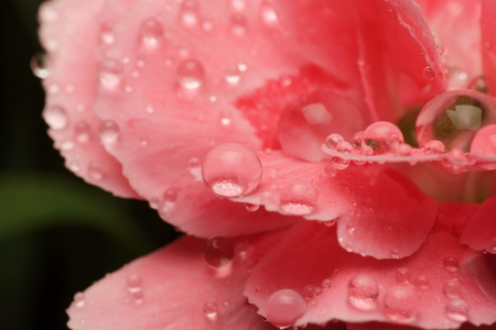 Flower with water dropsの写真素材