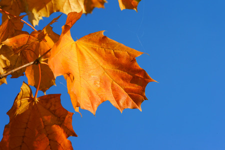 Autumn