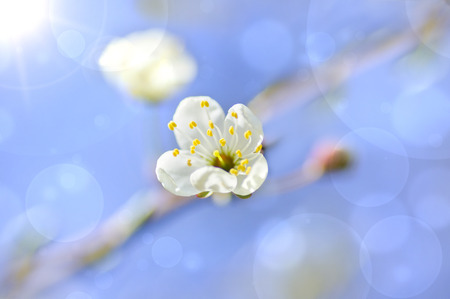 Flowerの写真素材