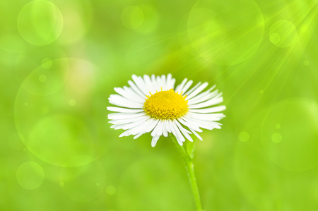 Daisyの写真素材