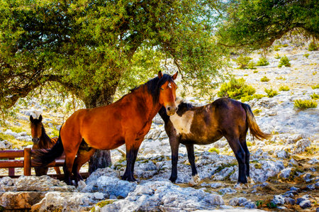 Croatia broncoの写真素材