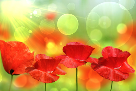 Red poppiesの写真素材