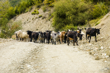 Goats on the roadの写真素材