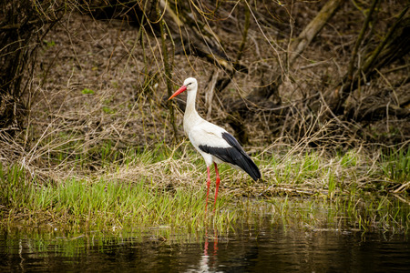 storkの写真素材