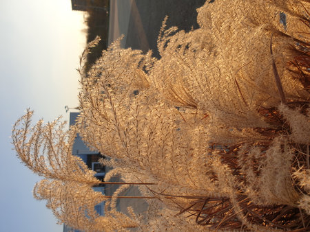 The image shows dry grass lit by sunset. The warm glow highlights textures and tones, creating a peaceful, nature-inspired mood.の写真素材