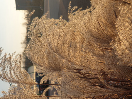 The image shows dry grass lit by sunset. The warm glow highlights textures and tones, creating a peaceful, nature-inspired mood.の写真素材