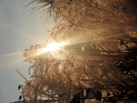 The image shows dry grass lit by sunset. The warm glow highlights textures and tones, creating a peaceful, nature-inspired mood.の写真素材