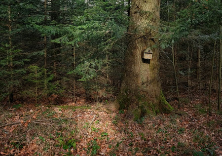 A birdhouse marked 376 is attached to a tree trunk in a dense forest. The forest floor is carpeted with leaves and branches, evoking stillness and peace.の写真素材