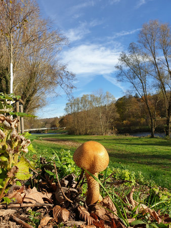 A mushroom stands among fallen leaves in a leafless forest. The blue sky with clouds creates an autumn vibe and a calm mood.の写真素材