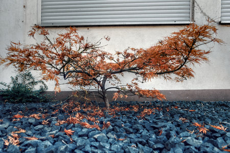 A tree with orange autumn leaves stands beside a wall with closed shutters. Stones surround the base, and white plaster forms the backdrop.の写真素材