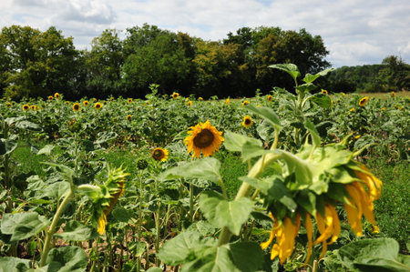 Field of sunflowers in the countryside in the summertime.の写真素材
